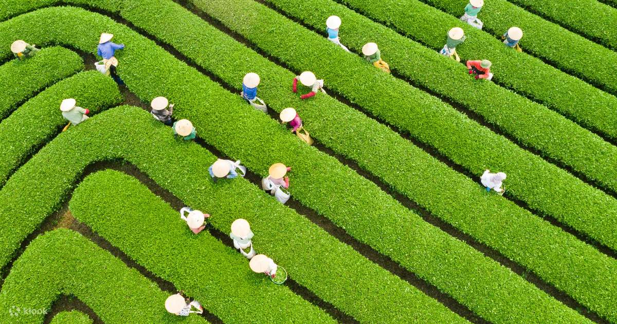 10 best things to do in Moc Chau