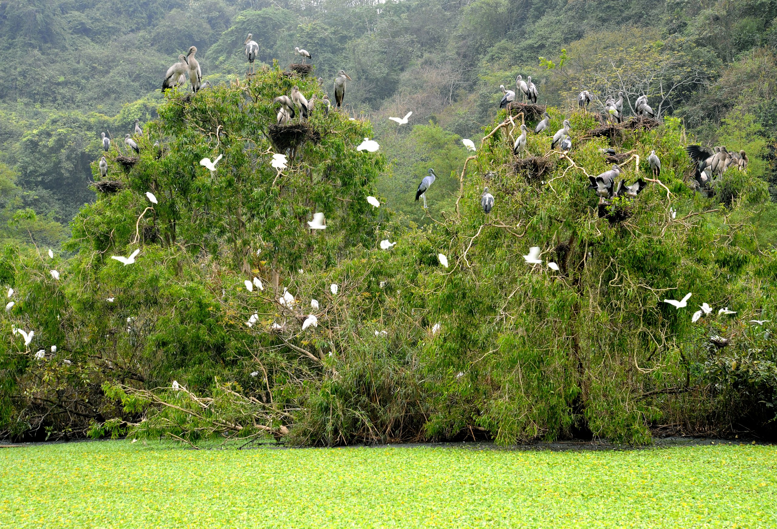 Observation des oiseaux à Thung Nham 1 Jour